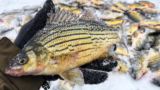 Guide-to-Yellow-Bass-Fishing Vikings Gear