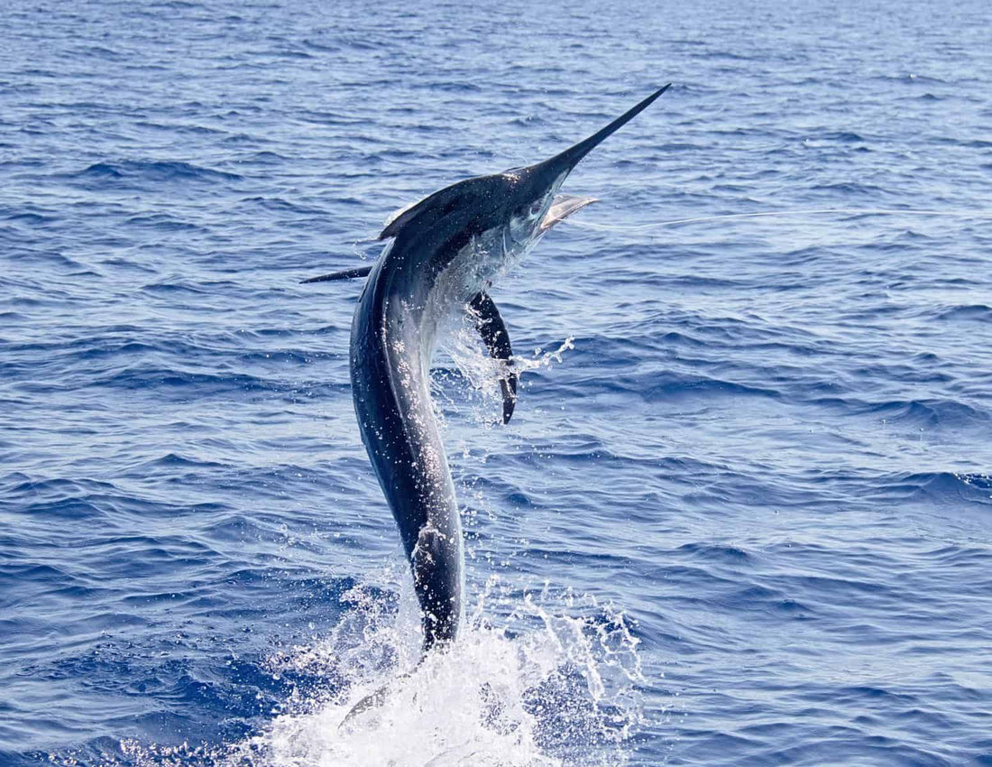 The 2025 Key West Marlin Tournament